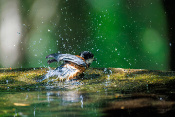 飛び出し飛翔する可愛いヤマガラ（シジュウカラ科）
水盤で水浴びをしている。
英名学名：Varied Tit (Sittiparus varius)
神奈川県秦野市- 2025年
