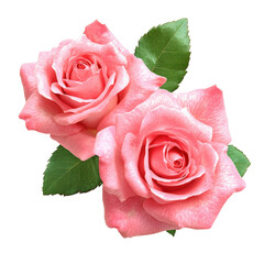 Beautiful pink roses with vibrant green leaves, floral bouquet, fresh romantic flowers, botanical blossom, detailed petal texture, natural floral arrangement