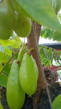Close up of Averrhoa Bilimbi Linn. Belimbing buloh. Belimbing wuluh. Cucumber tree. Vegetable star fruit