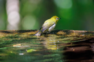 泉で水浴びをする可愛いメジロ（メジロ科）の群れ
英名学名：Japanese Tit...