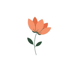 Orange Blossom Illustration On White Background