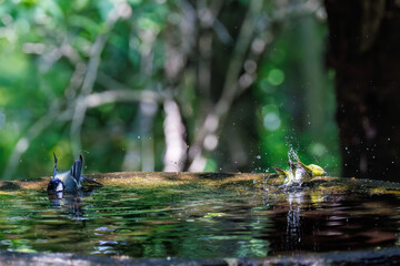 泉で水浴びをする可愛いシジュウカラ（シジュウカラ科）とメジロ（メジロ科）の群れ
英名学名：Japanese Tit (Parus minor) 
Japanese White Eye (Zosterops Japonica) 
神奈川県秦野市- 2025年
