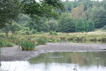 Swamp landscape surrounded by forest - Paysage de marais entouré de forêt