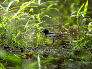 森の中の水辺で周りを見渡しているセグロセキレイ
