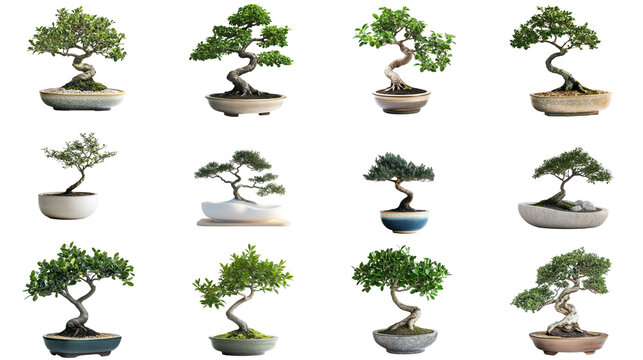 Bonsai Collection