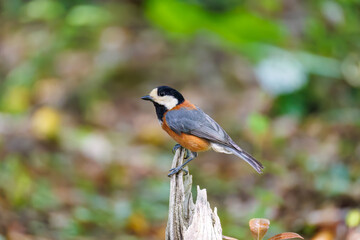 飛び出し飛翔する可愛いヤマガラ（シジュウカラ科）
水盤で水浴びをしている。
英名学名：Varied Tit (Sittiparus varius)
神奈川県秦野市- 2025年
