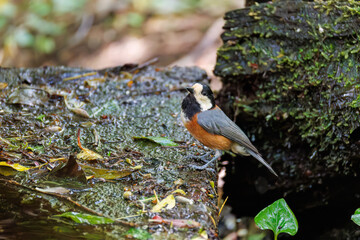 飛び出し飛翔する可愛いヤマガラ（シジュウカラ科）
水盤で水浴びをしている。
英名学名：Varied Tit (Sittiparus varius)
神奈川県秦野市- 2025年
