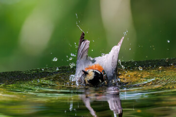 飛び出し飛翔する可愛いヤマガラ（シジュウカラ科）
水盤で水浴びをしている。
英名学名：Varied Tit (Sittiparus varius)
神奈川県秦野市- 2025年

