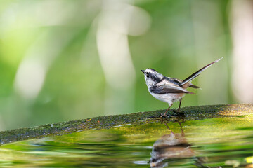 飛び回る可愛いエナガ（エナガ科）の群れ
水盤で水浴びをしている。
英名学名：long tailed tit (Aegithalos caudatus)
神奈川県秦野市- 2025年
