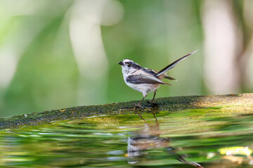 飛び回る可愛いエナガ（エナガ科）の群れ
水盤で水浴びをしている。
英名学名：long tailed tit (Aegithalos caudatus)
神奈川県秦野市- 2025年

