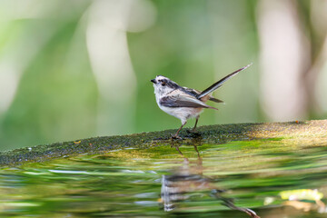 飛び回る可愛いエナガ（エナガ科）の群れ
水盤で水浴びをしている。
英名学名：long tailed tit (Aegithalos caudatus)
神奈川県秦野市- 2025年
