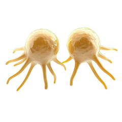 Two detailed human cell models with a spherical shape and extending appendages, highlighting biological cellular structure for scientific and educational purposes