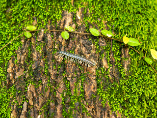 木の幹を這うヤスデ