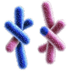Fototapeta premium Detailed close-up of colorful bacteria or microbes with fuzzy surface textures in vibrant blue and pink hues isolated on white background