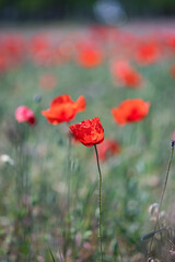 Poppie field in sunny day