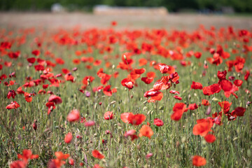 Beautiful Border Collie in red poppy field.