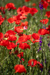 Poppie field in sunny day
