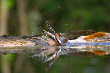 Beautiful songbird Common chaffinch in wildlife.