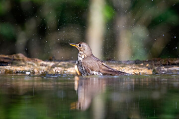 Song thrush (Turdus philomelos)