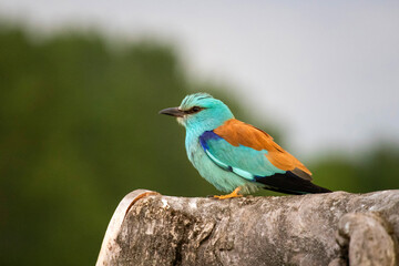 European roller (Coracias garrulus) bird.
