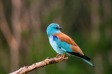 European roller (Coracias garrulus) bird.