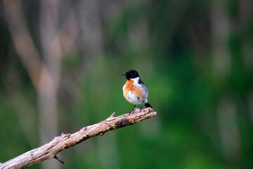 European stonechat (Saxicola rubicola)