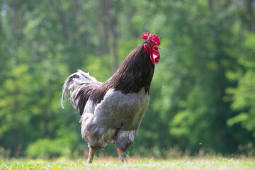 A proud rooster with a bright red comb struts confidently across a field