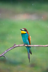 European bee eater, Merops apiaster. Common bee-eater. Close-up