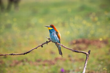 European bee eater, Merops apiaster. Common bee-eater. Close-up