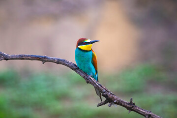 European bee eater, Merops apiaster. Common bee-eater. Close-up