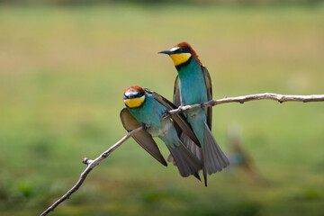 European bee eater, Merops apiaster. Common bee-eater. Close-up