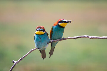 European bee eater, Merops apiaster. Common bee-eater. Close-up