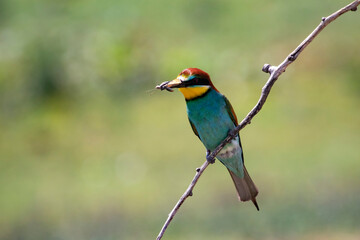 European bee eater, Merops apiaster. Common bee-eater. Close-up