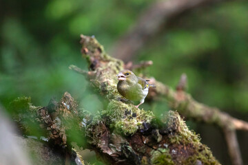 The European greenfinch