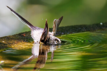 飛び回る可愛いエナガ（エナガ科）の群れ
水盤で水浴びをしている。
英名学名：long tailed tit (Aegithalos caudatus)
神奈川県秦野市- 2025年
