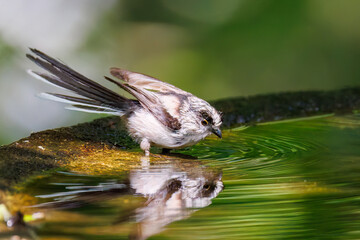 飛び回る可愛いエナガ（エナガ科）の群れ
水盤で水浴びをしている。
英名学名：long tailed tit (Aegithalos caudatus)
神奈川県秦野市- 2025年
