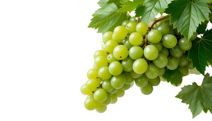 Fototapeta premium Bunch of green grapes with fresh vine leaves, isolated on a pure white background, high-resolution studio lighting, natural color and texture.