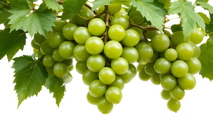Obraz premium Fresh, glossy green grapes in a full cluster with natural vine leaves, isolated against a white background, soft lighting, ultra-HD realism.