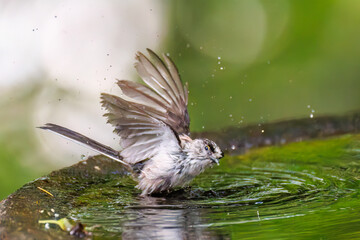 飛び回る可愛いエナガ（エナガ科）の群れ
水盤で水浴びをしている。
英名学名：long tailed tit (Aegithalos caudatus)
神奈川県秦野市- 2025年
