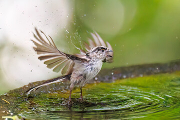 飛び回る可愛いエナガ（エナガ科）の群れ
水盤で水浴びをしている。
英名学名：long tailed tit (Aegithalos caudatus)
神奈川県秦野市- 2025年
