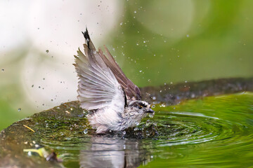 飛び回る可愛いエナガ（エナガ科）の群れ
水盤で水浴びをしている。
英名学名：long tailed tit (Aegithalos caudatus)
神奈川県秦野市- 2025年
