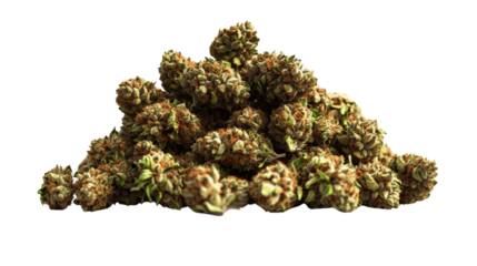 Pile of harvested cannabis buds isolated on white background ready for processing into various products.