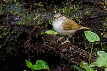 さえずる可愛いエゾムシクイ（メボソムシクイ科）
水盤で水浴びをしている。

英名学名：Sakhalin Leaf Warbler, Phylloscopus borealoides
神奈川県秦野市- 2025年
