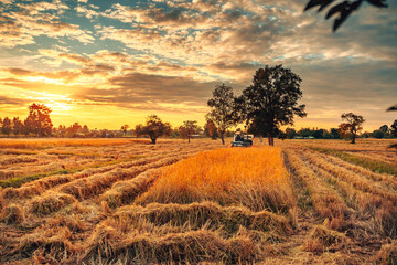 A combine harvester machine is in working in a growth field of crop ripening while the sun sets,...