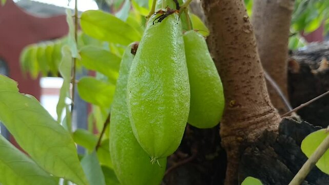 Closeup of Averrhoa Bilimbi Linn. Belimbing buloh. Belimbing wuluh. Cucumber tree. Vegetable star fruit