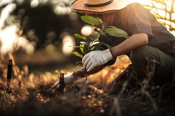 A gardener is planting a mango tree in the garden.