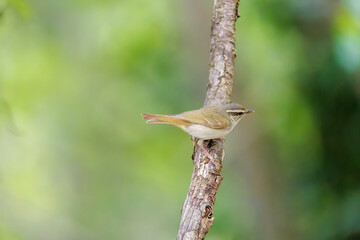 さえずる可愛いエゾムシクイ（メボソムシクイ科）
水盤で水浴びをしている。

英名学名：Sakhalin Leaf Warbler, Phylloscopus borealoides
神奈川県秦野市- 2025年
