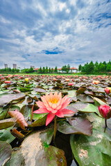 Blooming Lotus by the Lake