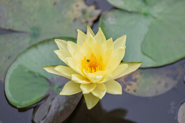 Yellow Water Lily in the Pond