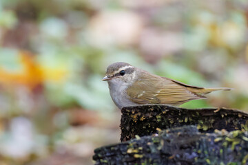 さえずる可愛いエゾムシクイ（メボソムシクイ科）
水盤で水浴びをしている。

英名学名：Sakhalin Leaf Warbler, Phylloscopus borealoides
神奈川県秦野市- 2025年
